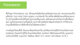 Acinetobacter
เชื้อในสกุล Acinetobacter spp. มีลักษณะสาคัญคือเป็นแบบทีเรียรูปร่างกลม-แท่ง ประเภทแกรมลบที่ไม่
เคลื่อนไหว (non-motile Gram-negative coccobacilli) ซึ่งบางครั้งอาจติดสีคล้ายแบคทีเรียแกรมบวก
ได้ รูปร่างของเชื้ออาจเป็นได้ทั้งรูปร่างแบบกลมหรือแบบแท่ง แต่มักจะพบแบบกลมในอาหารเลื้ยงเชื้อแบบ
เหลว และในช่วงแรกของการเจริญเติบโต นอกจากนี้อาจยังมีรูปร่างที่แตกต่างกันออกไป ทาให้สามารถ
จาแนกเชื้อชนิดนี้ออกจากเชื้ออื่นๆที่ก่อโรคในสิ่งส่งตรวจได้ยาก
การเจริญเติบโตของเชื้อนี้ เป็นแบบอาศัยออกซิเจนเท่านั้น และให้ผลบวกกับปฏิกิริยากับเอนไซม์คาตาเลส
(catalase) กับผลลบกับปฏิกิริยากับเอนไซม์ออกซิเดส (oxidase) มีสัดส่วนของเบสกัวนีน (guanine)
รวมกับเบสไซโตซีน (cytosine) ในดีเอ็นเอ หรือค่า G+C content ระหว่างร้อยละ 39 ถึง 4
 