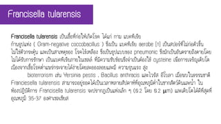 Francisella tularensis เป็นเชื้อที่ก่อให้เกิดโรค ได้แก่ กาม แบคทีเรีย
ก้านรูปแท่ง ( Gram-negative coccobacillus ) ซึ่งเป็น แบคทีเรีย aerobe [1] เป็นสปอร์ที่ไม่ก่อตัวขึ้น
ไม่ใช่ตัวกระตุ้น และเป็นสาเหตุของ โรคไข้เหลือง ซึ่งเป็นรูปแบบของ pneumonic ซึ่งมักเป็นอันตรายถึงตายโดย
ไม่ได้รับการรักษา เป็นแบคทีเรียภายในเซลล์ ที่มีความซับซ้อนซึ่งจาเป็นต้องใช้ cysteine เพื่อการเจริญเติบโต
เนืองจากเชื้อโรคต่าแพร่กระจายได้ง่ายโดยละอองลอยและมี ความรุนแรง สูง
bioterrorism เช่น Yersinia pestis , Bacillus anthracis และไวรัส อีโบลา เมื่อพบในธรรมชาติ
Franciesella tularensis สามารถอยู่รอดได้เป็นเวลาหลายสัปดาห์ที่อุณหภูมิต่าในซากสัตว์ดินและน้า ใน
ห้องปฏิบัติการ Francisella tularensis จะปรากฏเป็นแท่งเล็ก ๆ (0.2 โดย 0.2 μm) และเติบโตได้ดีที่สุดที่
อุณหภูมิ 35-37 องศาเซลเซียส
Francisella tularensis
 