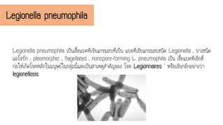 Legionella pneumophila เป็นเชื้อแบคทีเรียแกรมลบที่เป็น แบคทีเรียแกรมลบชนิด Legionella , บางชนิด
แอโรบิก , pleomorphic , flagellated , nonspore-forming L. pneumophila เป็น เชื้อแบคทีเรียที่
ก่อให้เกิดโรคหลักในมนุษย์ในกลุ่มนี้และเป็นสาเหตุสาคัญของ โรค Legionnaires ' หรือเรียกอีกอย่างว่า
legionellosis
Legionella pneumophila
 