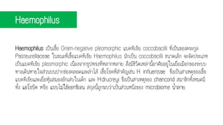 Haemophilus เป็นเชื้อ Gram-negative pleomorphic แบคทีเรีย coccobacilli ที่เป็นของตระกูล
Pasteurellaceae ในขณะที่เชื้อแบคทีเรีย Haemophilus มักเป็น coccobacilli ขนาดเล็ก จะจัดประเภท
เป็นแบคทีเรีย pleomorphic เนื่องจากรูปทรงที่หลากหลาย สิ่งมีชีวิตเหล่านี้อาศัยอยู่ในเยื่อเมือกของระบบ
ทางเดินหายใจส่วนบนปากช่องคลอดและลาไส้ เชื้อโรคที่สาคัญเช่น H. influensae ซึ่งเป็นสาเหตุของเชื้อ
แบคทีเรียและเยื่อหุ้มสมองอักเสบในเด็ก และ H.drucreyi ซึ่งเป็นสาเหตุของ chancorid สมาชิกทั้งหมดมี
ทั้ง แอโรบิค หรือ แบบไม่ใช้ออกซิเจน สกุลนี้ถูกพบว่าเป็นส่วนหนึ่งของ microbiome น้าลาย
Haemophilus
 