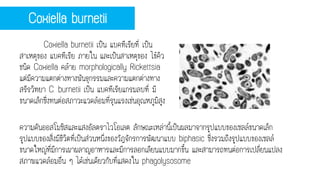 Coxiella burnetii เป็น แบคทีเรียที่ เป็น
สาเหตุของ แบคทีเรีย ภายใน และเป็นสาเหตุของ ไข้คิว
ชนิด Coxiella คล้าย morphologically Rickettsia
แต่มีความแตกต่างทางพันธุกรรมและความแตกต่างทาง
สรีรวิทยา C. burnetii เป็น แบคทีเรียแกรมลบที่ มี
ขนาดเล็กซึ่งทนต่อสภาวะแวดล้อมที่รุนแรงเช่นอุณหภูมิสูง
Coxiella burnetii
ความดันออสโมซิสและแสงอัลตราไวโอเลต ลักษณะเหล่านี้เป็นผลมาจากรูปแบบของเซลล์ขนาดเล็ก
รูปแบบของสิ่งมีชีวิตที่เป็นส่วนหนึ่งของวัฎจักรการพัฒนาแบบ biphasic ซึ่งรวมถึงรูปแบบของเซลล์
ขนาดใหญ่ที่มีการเผาผลาญอาหารและมีการลอกเลียนแบบมากขึ้น และสามารถทนต่อการเปลี่ยนแปลง
สภาพแวดล้อมอื่น ๆ ได้เช่นเดียวกับที่แสดงใน phagolysosome
 