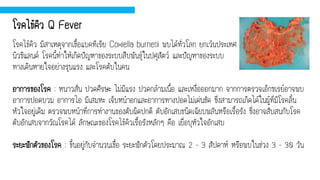 โรคไข้คิว มีสาเหตุจากเชื้อแบคทีเรีย Coxiella burnetii พบได้ทั่วโลก ยกเว้นประเทศ
นิวซีแลนด์ โรคนี้ทาให้เกิดปัญหาของระบบสืบพันธุ์ในปศุสัตว์ และปัญหาของระบบ
ทางเดินหายใจอย่างรุนแรง และโรคตับในคน
โรคไข้คิว Q Fever
อาการของโรค : หนาวสั่น ปวดศีรษะ ไม่มีแรง ปวดกล้ามเนื้อ และเหงื่อออกมาก จากการตรวจเอ็กซเรย์อาจพบ
อาการปอดบวม อาการไอ มีเสมหะ เจ็บหน้าอกและอาการทางปอดไม่เด่นชัด ซึ่งสามารถเกิดได้ในผู้ที่มีโรคลิ้น
หัวใจอยู่เดิม ตรวจพบหน้าที่การทางานของตับผิดปกติ ตับอักเสบชนิดเฉียบพลันหรือเรื้อรัง ซึ่งอาจสับสนกับโรค
ตับอักเสบจากวัณโรคได้ ลักษณะของโรคไข้คิวเรื้อรังหลักๆ คือ เยื่อบุหัวใจอักเสบ
ระยะฟักตัวของโรค : ขึ้นอยู่กับจานวนเชื้อ ระยะฟักตัวโดยประมาณ 2 - 3 สัปดาห์ หรือพบในช่วง 3 - 30 วัน
 