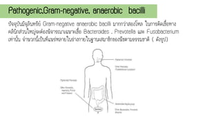 Pathogenic,Gram-negative, anaerobic bacilli
ปัจจุบันมีจุลินทรีย์ Gram-negative anaerobic bacilli มากกว่าสองโหล ในการติดเชื้อทาง
คลินิกส่วนใหญ่จะต้องพิจารณาเฉพาะเชื้อ Bacteroides , Prevotella และ Fusobacterium
เท่านั้น จาพวกนี้เป็นที่แพร่หลายในร่างกายในฐานะสมาชิกของพืชตามธรรมชาติ ( ดังรูป)
 