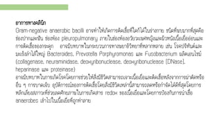 อาการทางคลินิก
Gram-negative anaerobic bacilli อาจทาให้เกิดการติดเชื้อที่ใดก็ได้ในร่างกาย ชนิดที่พบมากที่สุดคือ
ช่องปากและฟัน ช่องท้อง pleuropulmonary ภายในช่องท้องอวัยวะเพศหญิงและผิวหนังเนื้อเยื่ออ่อนและ
การติดเชื้อของกระดูก อาจมีบทบาทในกระบวนการทางพยาธิวิทยาที่หลากหลาย เช่น โรคปริทันต์และ
มะเร็งลาไส้ใหญ่ Bacteroides, Prevotella Porphyromonas และ Fusobacterium ผลิตเอนไซม์
(collagenase, neuraminidase, deoxyribonuclease, deoxyribonuclease [DNase],
heparinase และ proteinase)
อาจมีบทบาทในการเกิดโรคโดยการช่วยให้สิ่งมีชีวิตสามารถเจาะเนื้อเยื่อและติดเชื้อหลังจากการผ่าตัดหรือ
อื่น ๆ การบาดเจ็บ อุบัติการณ์ของการติดเชื้อโดยสิ่งมีชีวิตเหล่านี้สามารถลดหรือกาจัดได้ดีที่สุดโดยการ
หลีกเลี่ยงสภาวะที่ช่วยลดศักยภาพในการเกิดสาร redox ของเนื้อเยื่อและโดยการป้องกันการนาเชื้อ
anaerobes เข้าไปในเนื้อเยื่อที่ถูกทาลาย
 