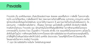 Prevotella เป็น แบคทีเรียแกรมลบ เป็นสมาชิกของช่องปากและ ช่องคลอด และจะฟื้นตัวจาก การติดเชื้อ ในระบบทางเดิน
หายใจ แบบไม่ใช้ออกซิเจน การติดเชื้อเหล่านี้ ได้แก่ ปอดบวมความปั่นป่วนฝีฝีในปอด pulmonary empyema และโรค
หูน้าหนวกอักเสบเรื้อรังและโรคไซนัสอักเสบ พวกเขาได้รับการแยกจาก ฝี และการเผาไหม้ในบริเวณใกล้เคียงของปาก, กัด ,
paronychia , การติดเชื้อทางเดินปัสสาวะ , ฝีในสมอง โรคกระดูก และโรคติดเชื้อ แบคทีเรียที่ เกี่ยวข้องกับการติดเชื้อ
ทางเดินหายใจส่วนบน Prevotella spp. มีส่วนสาคัญในโรคปริทันต์และฝีฝีปริทันต์ ในการศึกษาแบคทีเรียในกระเพาะ
อาหารของเด็กใน Burkina Faso (ในแอฟริกา) Prevotella สร้างขึ้น 53% ของแบคทีเรียในกระเพาะอาหาร แต่ไม่พบใน
เด็กที่เป็นเด็กในยุโรป การศึกษาแสดงให้เห็นว่าอาหารในระยะยาวมีความสัมพันธ์อย่างมากกับองค์ประกอบของจุลินทรีย์ใน
ลาไส้ซึ่งผู้ที่กินโปรตีนและไขมันจากสัตว์ทั่วไปมักมี แบคทีเรีย Bacteroides ในขณะที่ผู้ที่บริโภคคาร์โบไฮเดรตมากขึ้น
โดยเฉพาะเส้นใยอาหาร สายพันธุ์ Prevotella
P. copri มีความสัมพันธ์กับการเริ่มเกิด โรคข้ออักเสบรูมาตอยด์
Prevotella
 