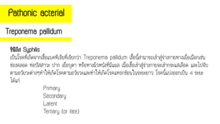 Pathonic acterial
Treponema pallidum
ซิฟิลิส Syphilis
เป็นโรคที่เกิดจากเชื้อแบคทีเรียที่เรียกว่า Treponema pallidum เชื้อนี้สามารถเข้าสู่ร่างกายทางเยื่อเมือกเช่น
ช่องคลอด ท่อปัสสาวะ ปาก เยื่อบุตา หรือทางผิวหนังที่มีแผล เมื่อเชื้อเข้าสู่ร่างกายจะเข้ากระแสเลือด และไปจับ
ตามอวัยวะต่างๆทาให้เกิดโรคตามอวัยวะและทาให้เกิดโรคแทรกซ้อนในระยะยาว โรคนี้แบ่งออกเป็น 4 ระยะ
ได้แก่
Primary
Secondary
Latent
Tertiary (or late)
 