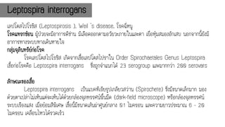 เลปโตสไปโรซิส (Leptospirosis ), Weil 's disease, โรคฉี่หนู
โรคแทรกซ้อน ผู้ป่วยจะมีอาการดีซ่าน มีเลือดออกตามอวัยวะภายในและตา เยื่อหุ้มสมองอักเสบ นอกจากนี้ยังมี
อาการทางระบบทางเดินหายใจ
กลุ่มจุลินทรีย์ก่อโรค
โรคเลปโตสไปโรซิส เกิดจากเชื้อเลปโตสไปราใน Order Spirochaetales Genus Leptospira
เชื้อก่อโรคคือ Leptospira interrogans ซึ่งถูกจาแนกได้ 23 serogroup และมากกว่า 200 serovars
ลักษณะของเชื้อ
Leptospira interrogans เป็นแบคทีเรียรูปเกลียวสว่าน (Spirochete) ซึ่งมีขนาดเล็กมาก มอง
ด้วยตาเปล่าไม่เห็นแต่จะเห็นได้ด้วยกล้องจุลทรรศน์พื้นมืด (dark-field microscope) หรือกล้องจุลทรรศน์
ระบบเรืองแสง เมื่อย้อมสีพิเศษ เชื้อนี้มีขนาดเส้นผ่าศูนย์กลาง 0.1 ไมครอน และความยาวประมาณ 6 - 20
ไมครอน เคลื่อนไหวได้รวดเร็ว
Leptospira interrogans
 
