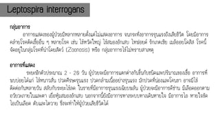 Leptospira interrogans
กลุ่มอาการ
อาการแสดงของผู้ป่วยมีหลากหลายตั้งแต่ไม่แสดงอาการ จนกระทั่งอาการรุนแรงถึงเสียชีวิต โดยมีอาการ
คล้ายโรคติดเชื้ออื่น ๆ หลายโรค เช่น ไข้หวัดใหญ่ ไข้สมองอักเสบ ไทฟอยด์ ริกเกตเซีย เมลิออยโดสิส โรคนี้
จัดอยู่ในกลุ่มโรคที่นาโดยสัตว์ (Zoonosis) หรือ กลุ่มอาการไข้ไม่ทราบสาเหตุ
อาการที่แสดง
ระยะฟักตัวประมาณ 2 - 20 วัน ผู้ป่วยจะมีอาการแตกต่างกันขึ้นกับชนิดและปริมาณของเชื้อ อาการที่
พบบ่อยได้แก่ ไข้หนาวสั่น ปวดศีรษะรุนแรง ปวดกล้ามเนื้ออย่างรุนแรง มักปวดที่น่องและโคนขา อาจมีไข้
ติดต่อกันหลายวัน สลับกับระยะไข้ลด ในรายที่มีอาการรุนแรงเฉียบพลัน ผู้ป่วยจะมีอาการดีซ่าน มีเลือดออกตาม
อวัยวะภายในและตา เยื่อหุ้มสมองอักเสบ นอกจากนี้ยังมีอาการทางระบบทางเดินหายใจ มีอาการไอ หายใจขัด
ไอเป็นเลือด ตับและไตวาย ซึ่งจะทาให้ผู้ป่วยเสียชีวิตได้
 