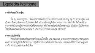 การติดต่อของเชื้อมาสู่คน
เชื้อ L. interrogans มีสัตว์หลายชนิดเป็นรังโรค (Reservoir) เช่น หนู หมู วัว ควาย สุนัข แมว
เป็นต้น เชื้อจะถูกขับออกมากับปัสสาวะสัตว์ แล้วปนเปื้อนอยู่ในสิ่งแวดล้อม เช่น แหล่งน้าขัง เชื้อโรคนี้เข้าสู่
ร่างกายคนโดยการไชเข้าทางผิวหนังที่มีรอยถลอก หรือไชผ่านผิวหนังที่เปียกชุ่มจนยุ่ย เยื่อเมือก มีอุบัติการสูง
ในผู้ที่สัมผัสดินและน้าเป็นเวลานาน ๆ เช่น ชาวไร่ ชาวนา กรรมกร คนจับปลา
การควบคุมป้องกัน
หลีกเลี่ยงการสัมผัสสิ่งแวดล้อมที่อาจปนเปื้อนเชื้อ เช่น สวมถุงมือ สวมรองเท้าบูทขณะทางานสัมผัสดิน
และน้า กาจัดหนูซึ่งเป็นสัตว์นาโรค ให้สุขศึกษาประชาสัมพันธ์กับประชาชน บางประเทศที่มีการระบาดสูงจะมี
การใช้วัคซีนในปศุสัตว์และสัตว์เลี้ยง
Leptospira interrogans
 