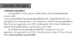 การวินิจฉัยโรคทางห้องปฏิบัติการ
การเพาะแยกเชื้อจาก Clinical specimen เช่นเลือด ปัสสาวะ และน้าเจาะไขสันหลังเพื่อแยกชนิด
serovars ของเชื้อ
การตรวจหาแอนติบอดีในซีรัม โดยปกติแอนติบอดีจะเพิ่มขึ้นในสัปดาห์ที่ 2 ขั้นสูงสุดได้ในสัปดาห์ที่ 3 ถึง 4
และคงอยู่เป็นเวลานาน ควรตรวจอย่างน้อย 2 ครั้ง ห่างกันประมาณ 1 สัปดาห์ การตรวจหาแอนติบอดีมีหลาย
วิธีเช่น Microscopic agglutination test (MAT) เป็นวิธีมาตรฐานที่ WHO กาหนดไว้ สาหรับตรวจหา
แอนติบอดี ที่จาเพาะต่อเชื้อเลปโตสไปรา และสามารถบอก serovar ได้ด้วย
นอกจากนี้ยังมีการตรวจหาแอนติบอดีอีกหลายชนิดที่ใช้เป็น screening test เช่น Latex
agglutination, Hemaggutination test (IHA), Immunofluorescent assay (IFA) และ Enzyme-
linked immunosorbent assay (ELISA)
Leptospira interrogans
 