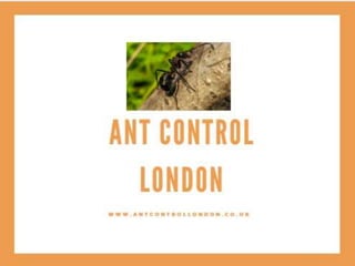 Call us for Ant Pest Control London