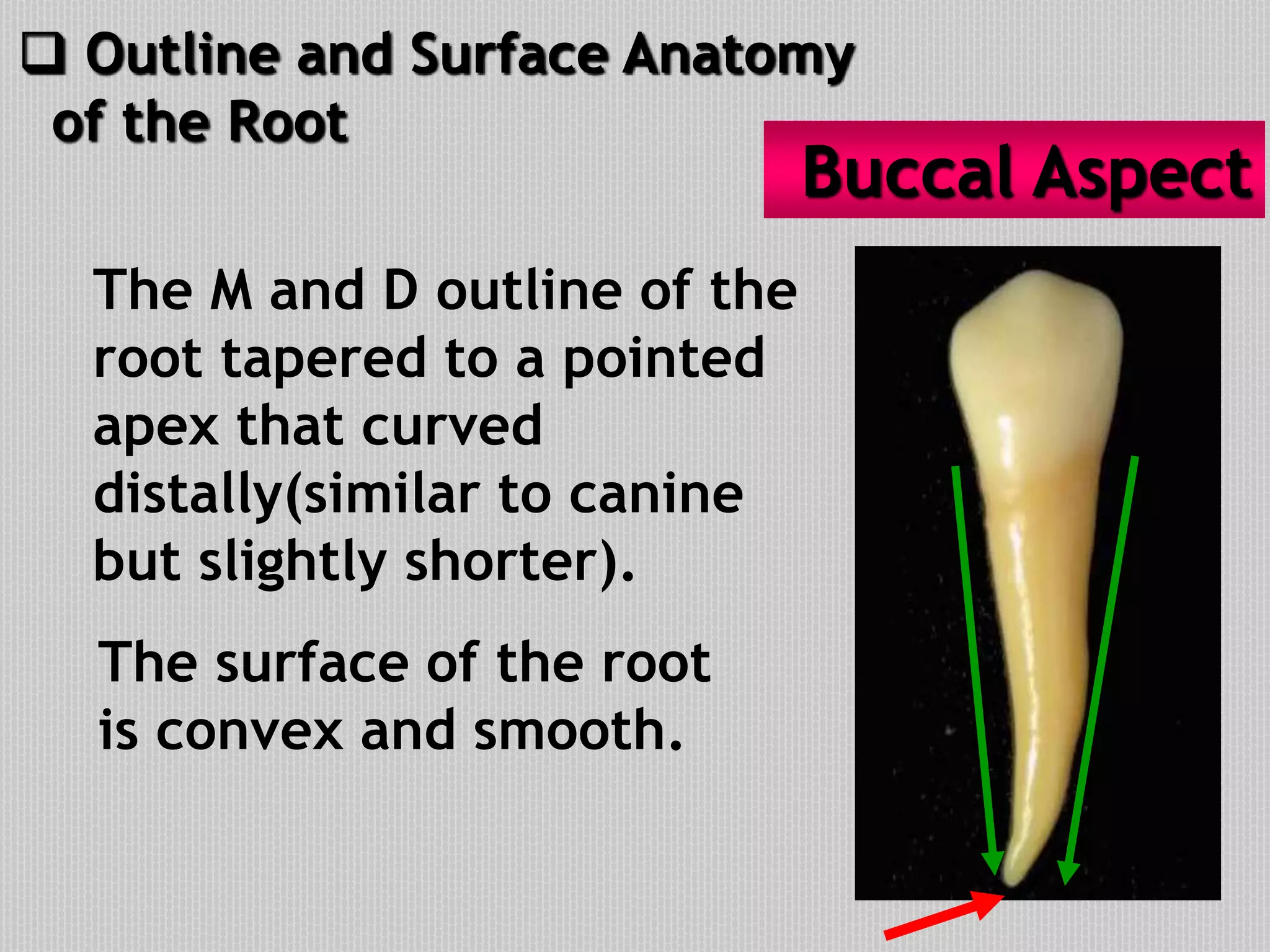 The surface of the root
is convex and smooth.
The M and D outline of the
root tapered to a pointed
apex that curved
distally(similar to canine
but slightly shorter).
Buccal Aspect
 Outline and Surface Anatomy
of the Root
 