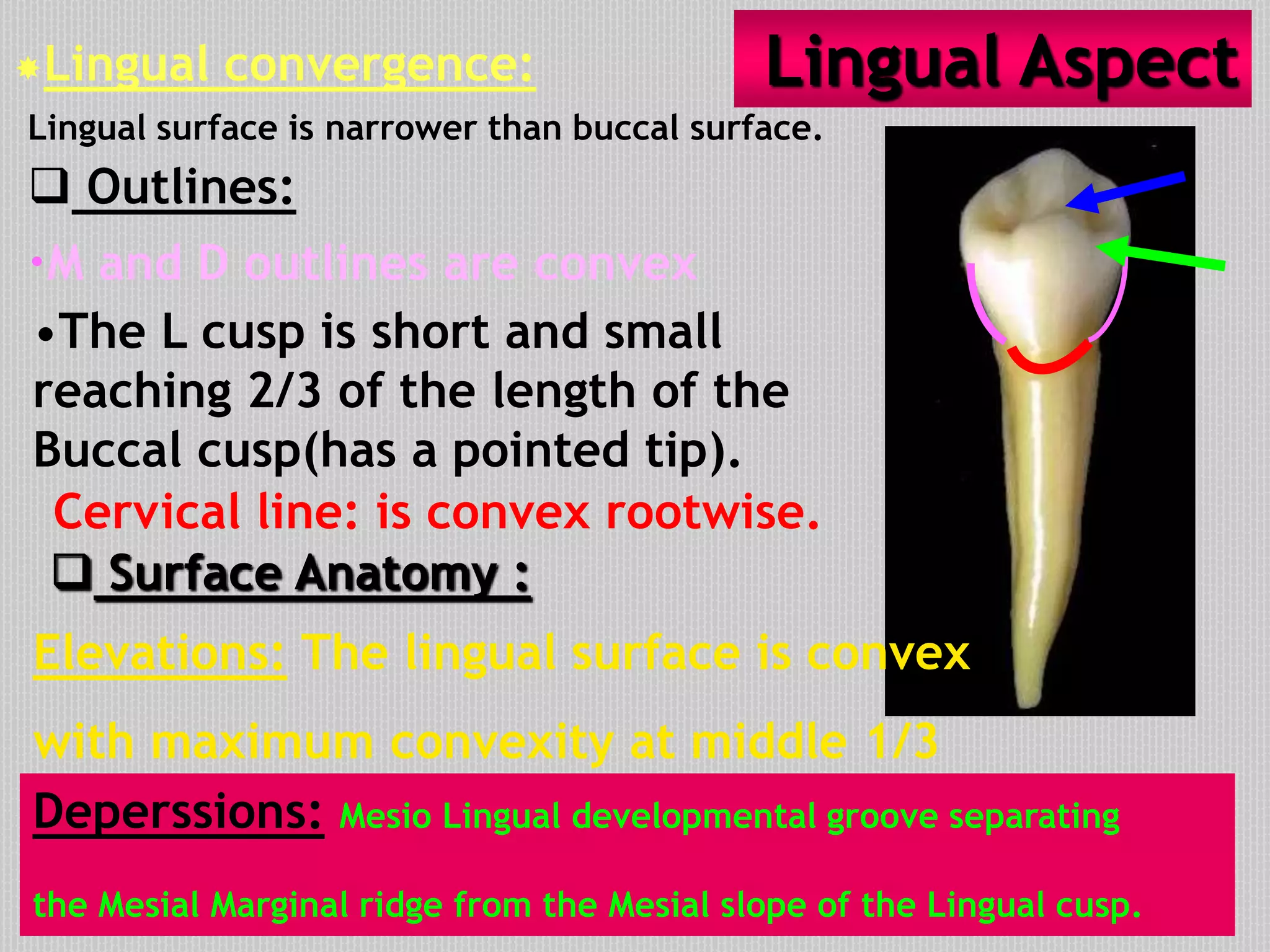  Outlines:
•M and D outlines are convex
Cervical line: is convex rootwise.
Elevations: The lingual surface is convex
with maximum convexity at middle 1/3
•The L cusp is short and small
reaching 2/3 of the length of the
Buccal cusp(has a pointed tip).
Deperssions: Mesio Lingual developmental groove separating
the Mesial Marginal ridge from the Mesial slope of the Lingual cusp.
Lingual AspectLingual convergence:
Lingual surface is narrower than buccal surface.
 Surface Anatomy :
MD
 