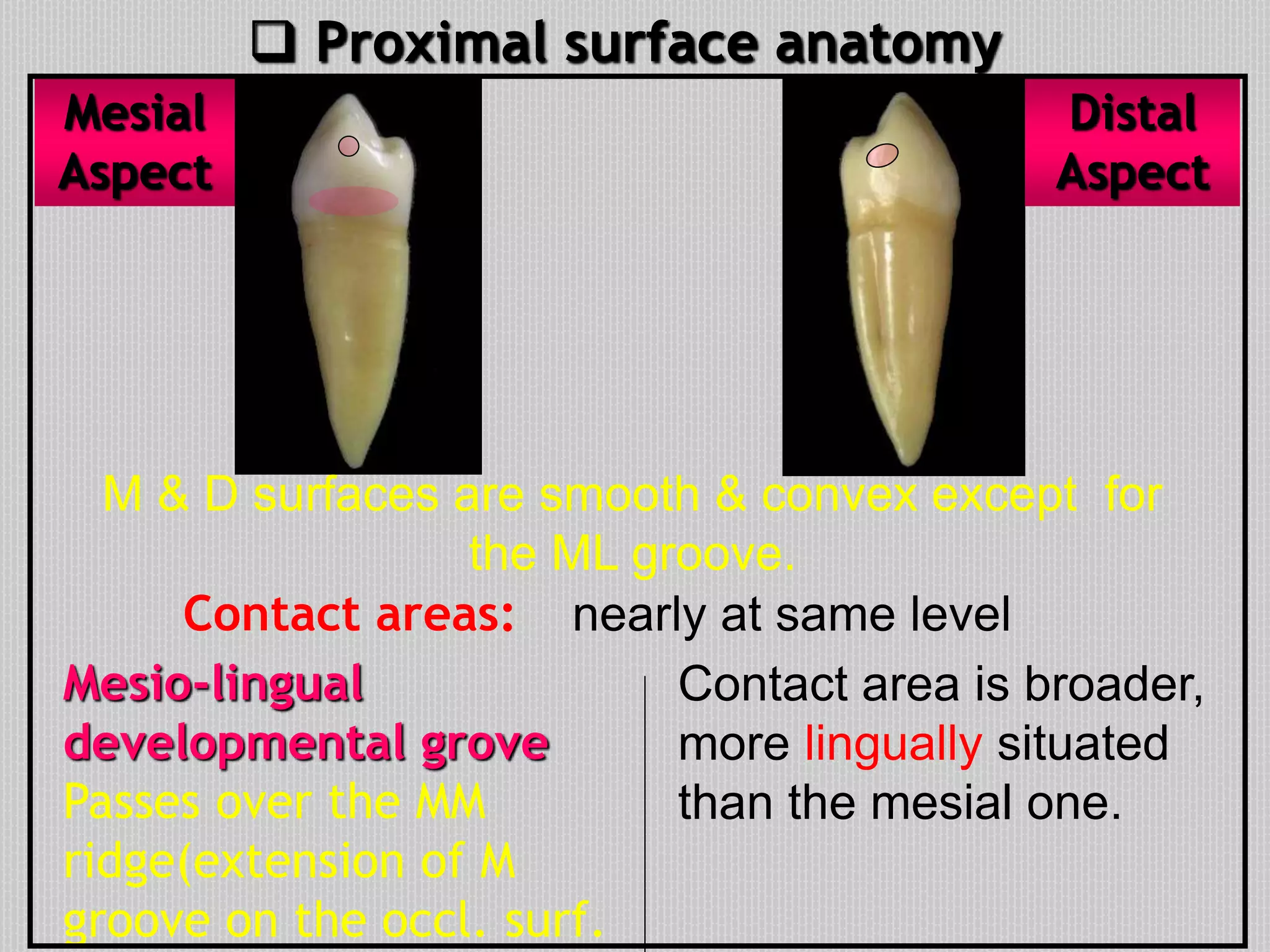 M & D surfaces are smooth & convex except for
the ML groove.
Mesio-lingual
developmental grove
Passes over the MM
ridge(extension of M
groove on the occl. surf.
Contact areas:
 Proximal surface anatomy
nearly at same level
Contact area is broader,
more lingually situated
than the mesial one.
Mesial
Aspect
Distal
Aspect
 