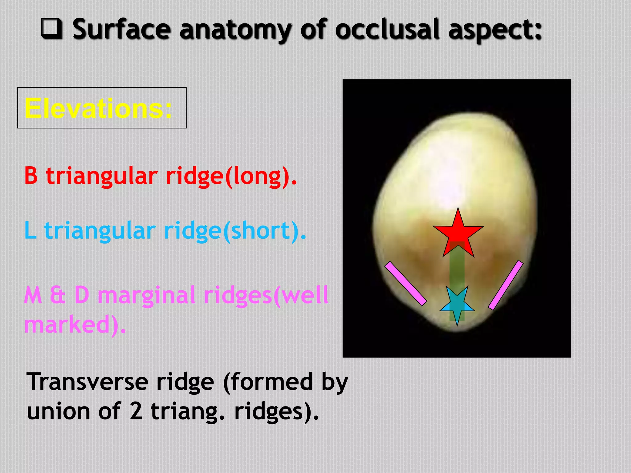  Surface anatomy of occlusal aspect:
Elevations:
B triangular ridge(long).
L triangular ridge(short).
M & D marginal ridges(well
marked).
Transverse ridge (formed by
union of 2 triang. ridges).
 