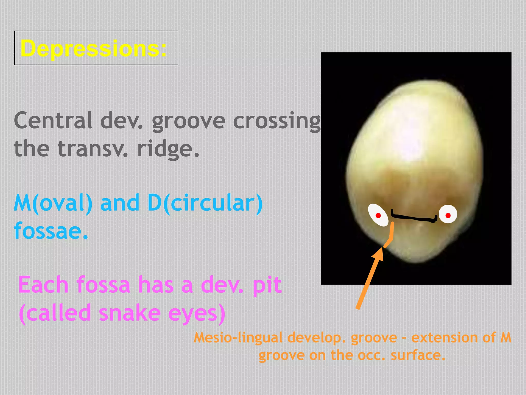 Depressions:
Central dev. groove crossing
the transv. ridge.
M(oval) and D(circular)
fossae.
Mesio-lingual develop. groove – extension of M
groove on the occ. surface.
Each fossa has a dev. pit
(called snake eyes)
M D
..
 