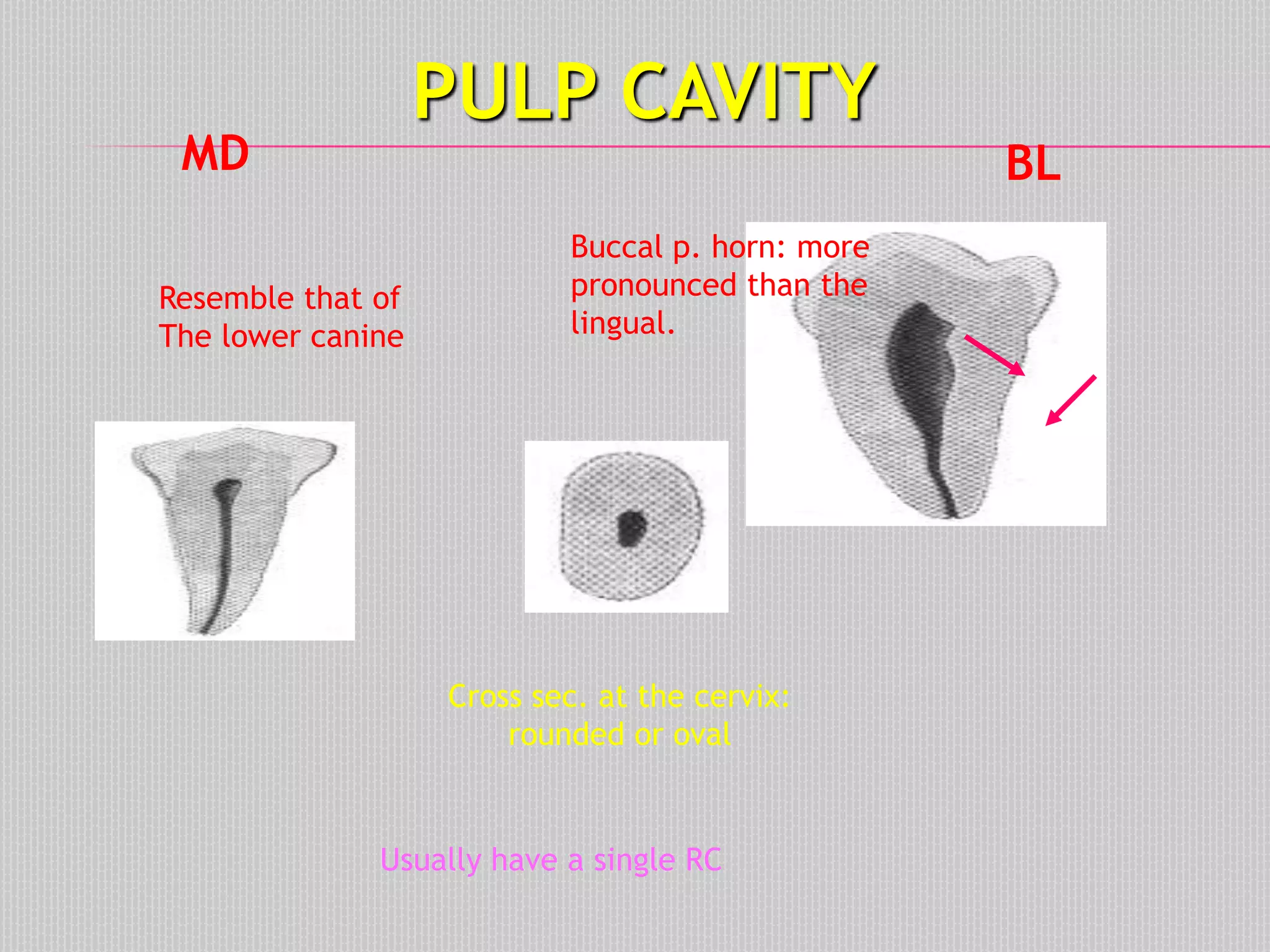 PULP CAVITY
Buccal p. horn: more
pronounced than the
lingual.
Cross sec. at the cervix:
rounded or oval
BLMD
Usually have a single RC
Resemble that of
The lower canine
 