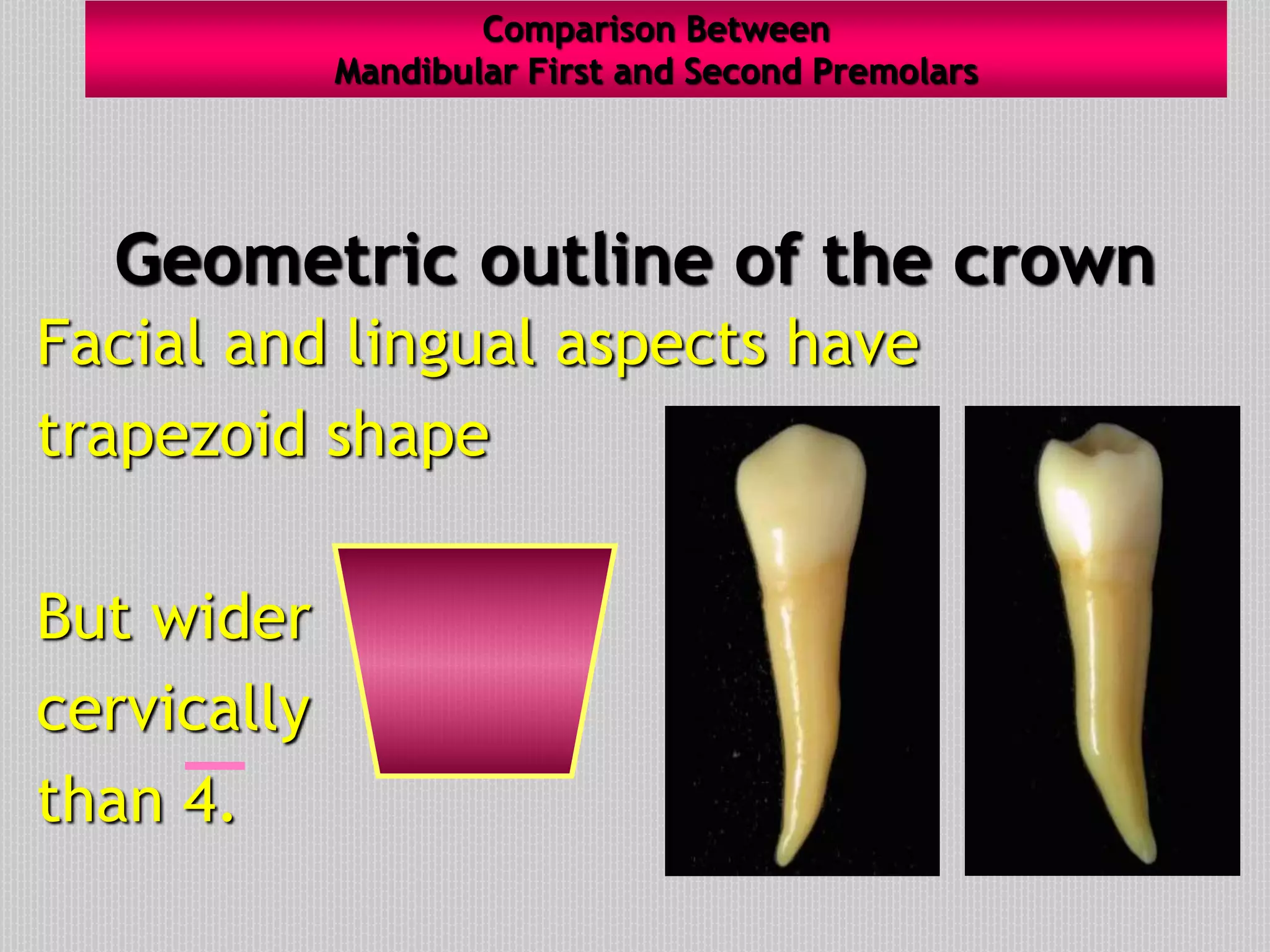 Geometric outline of the crown
Facial and lingual aspects have
trapezoid shape
But wider
cervically
than 4.
Comparison Between
Mandibular First and Second Premolars
 