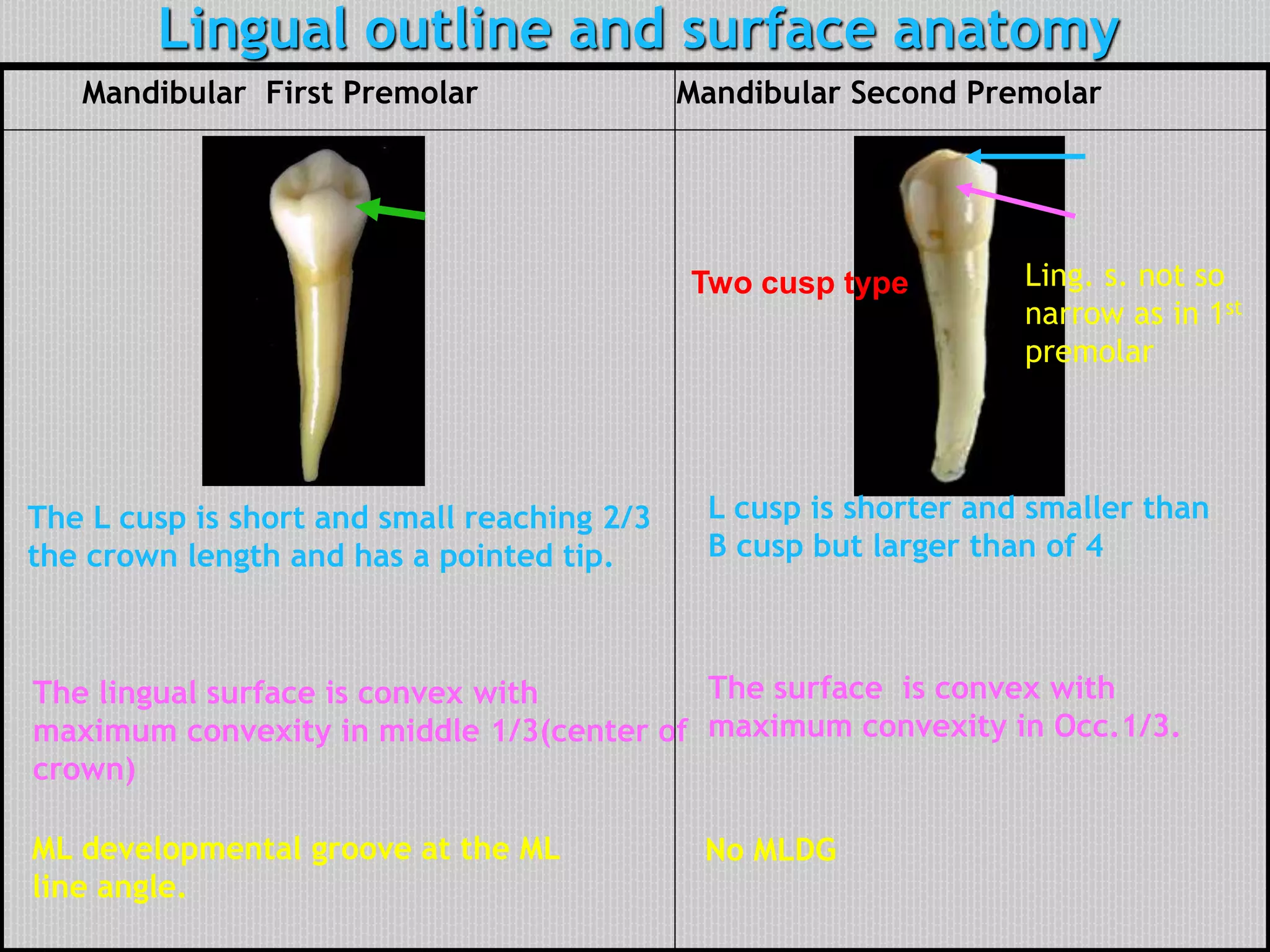 Lingual outline and surface anatomy
The lingual surface is convex with
maximum convexity in middle 1/3(center of
crown)
The L cusp is short and small reaching 2/3
the crown length and has a pointed tip.
ML developmental groove at the ML
line angle.
Two cusp type
L cusp is shorter and smaller than
B cusp but larger than of 4
The surface is convex with
maximum convexity in Occ.1/3.
No MLDG
Mandibular First Premolar Mandibular Second Premolar
Ling. s. not so
narrow as in 1st
premolar
MD D M
 