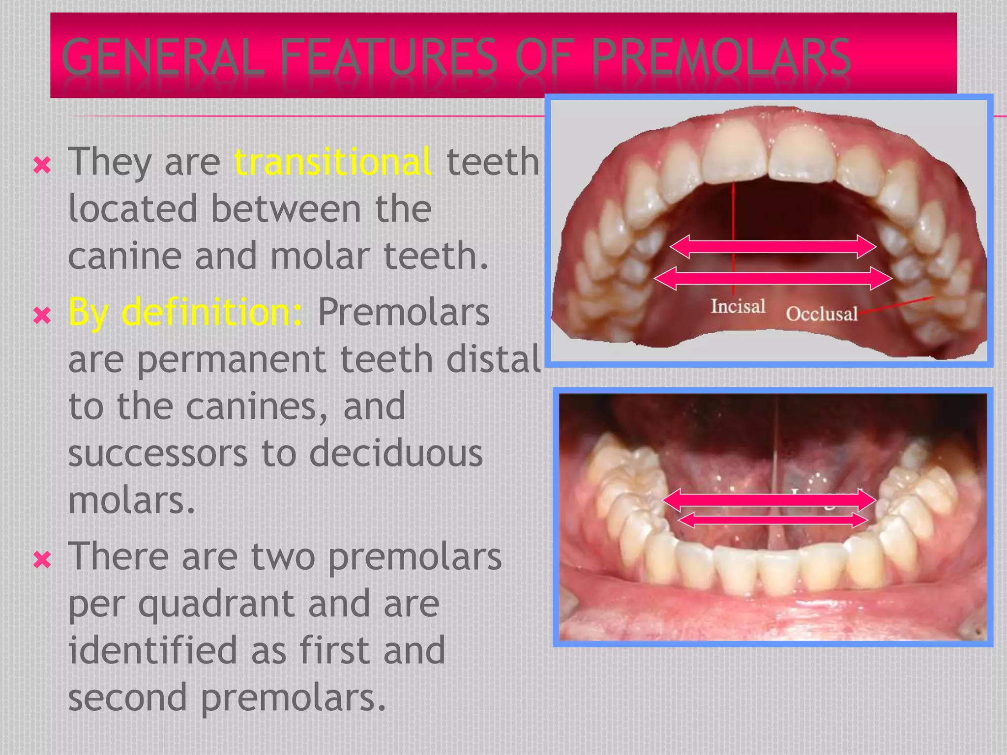 GENERAL FEATURES OF PREMOLARS
 They are transitional teeth
located between the
canine and molar teeth.
 By definition: Premolars
are permanent teeth distal
to the canines, and
successors to deciduous
molars.
 There are two premolars
per quadrant and are
identified as first and
second premolars.
 