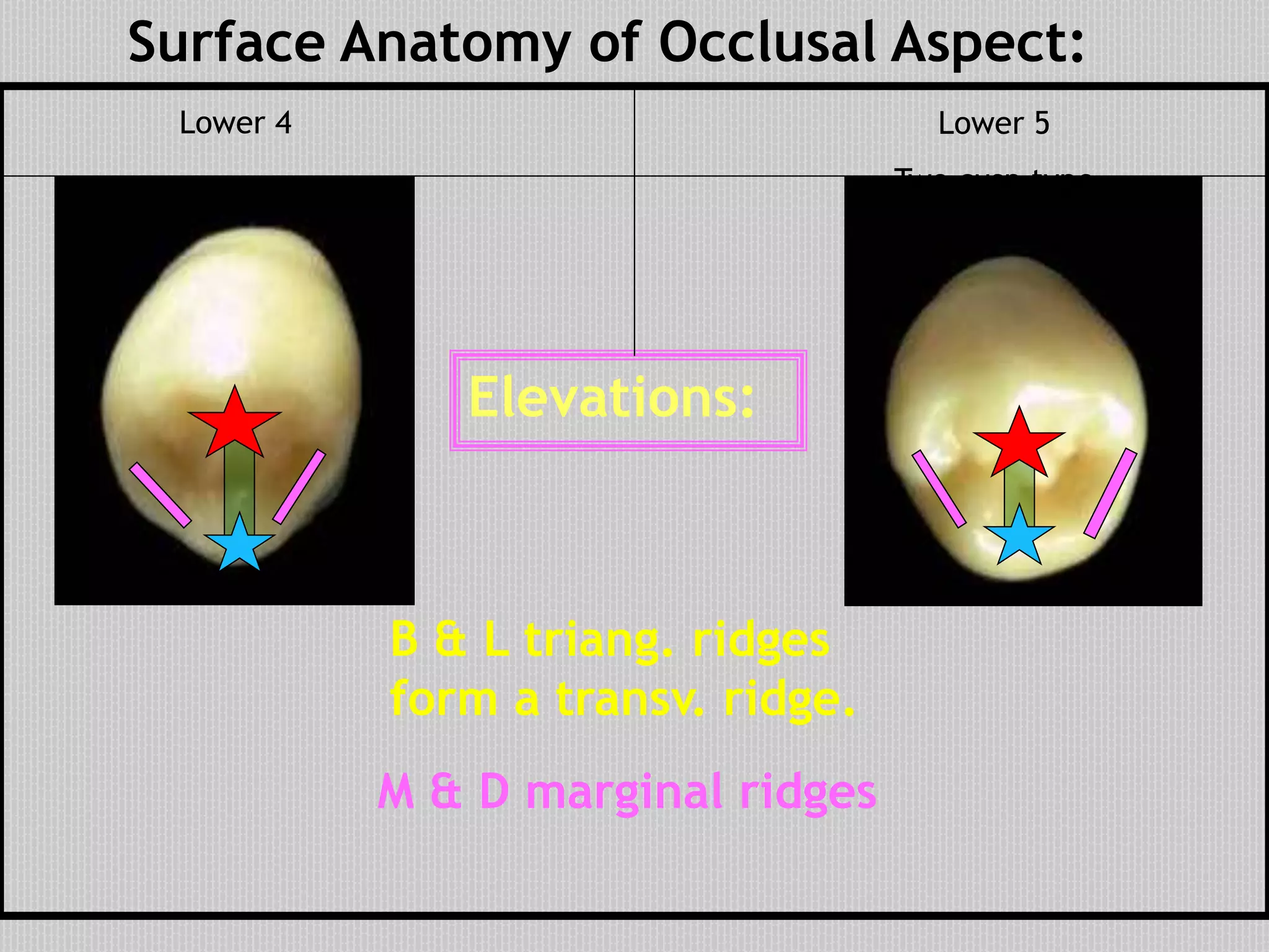 Surface Anatomy of Occlusal Aspect:
Elevations:
B & L triang. ridges
form a transv. ridge.
M & D marginal ridges
Lower 5
Two cusp type
Lower 4
 