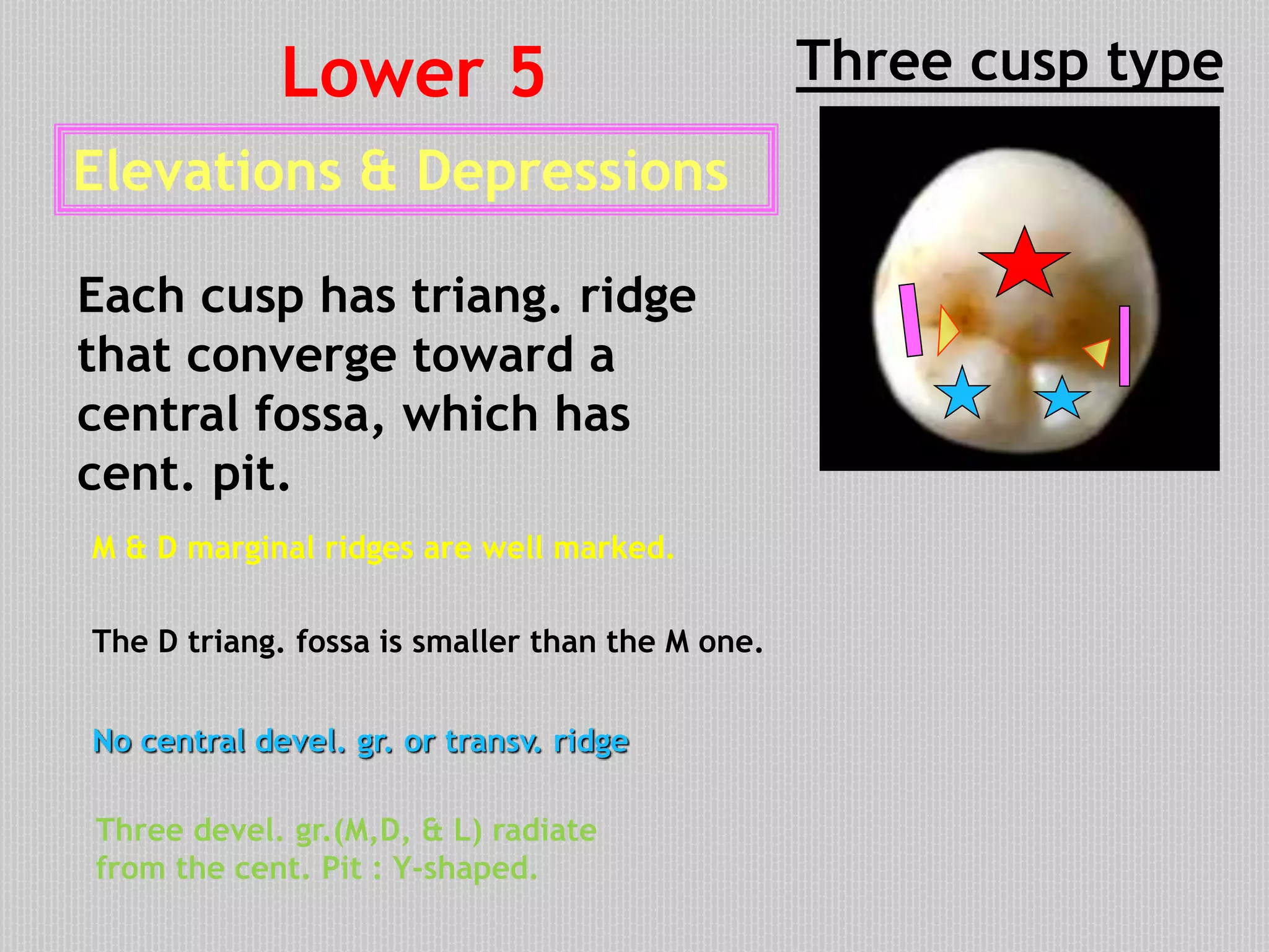Elevations & Depressions
Each cusp has triang. ridge
that converge toward a
central fossa, which has
cent. pit.
M & D marginal ridges are well marked.
No central devel. gr. or transv. ridge
Three cusp typeLower 5
Three devel. gr.(M,D, & L) radiate
from the cent. Pit : Y-shaped.
The D triang. fossa is smaller than the M one.
M D
 