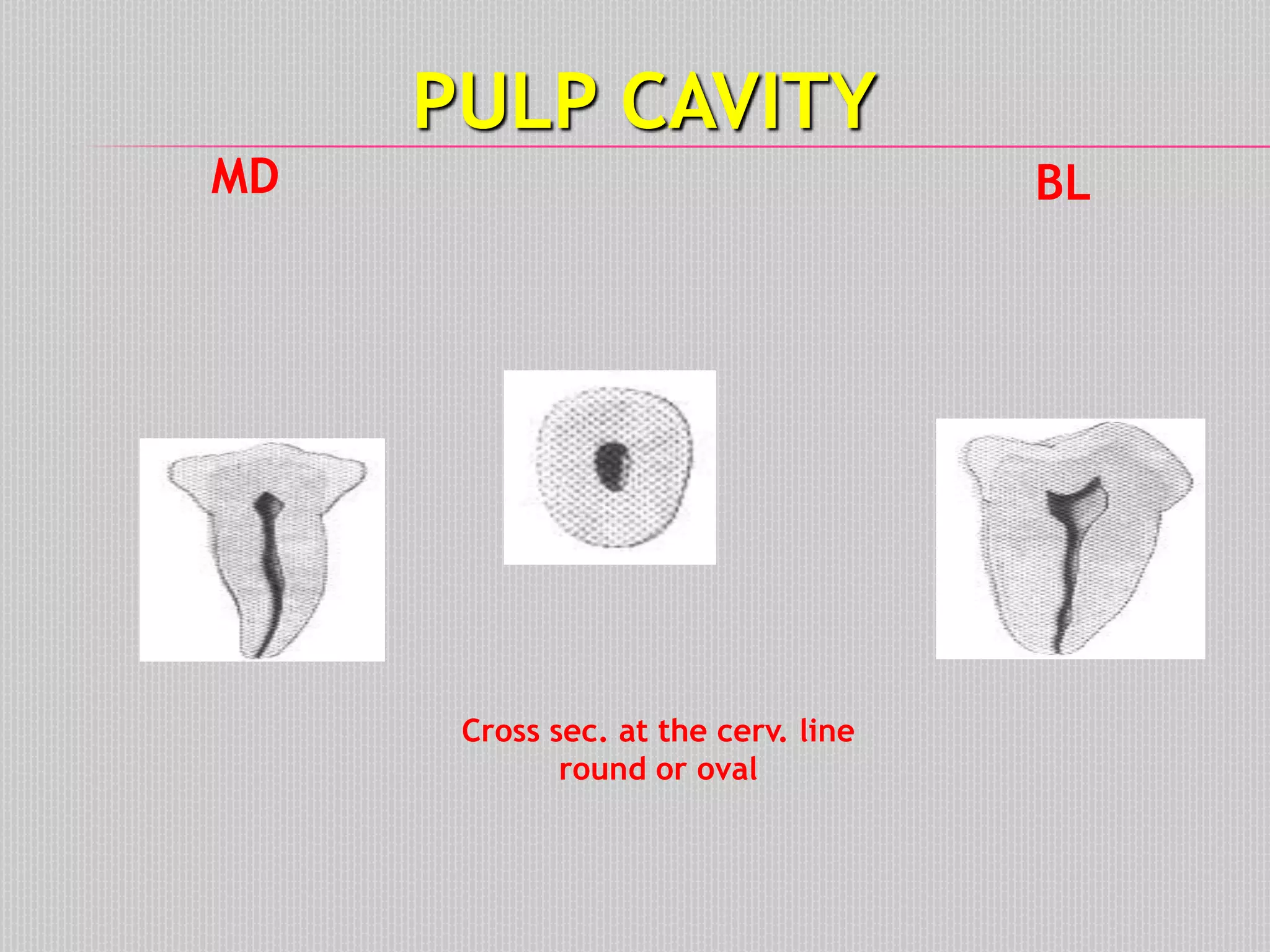 PULP CAVITY
MD BL
Cross sec. at the cerv. line
round or oval
 