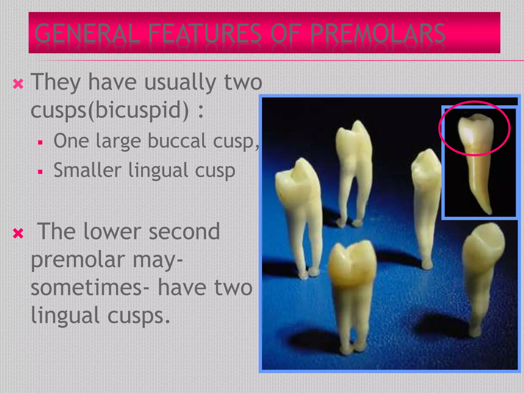 GENERAL FEATURES OF PREMOLARS
 They have usually two
cusps(bicuspid) :
 One large buccal cusp,
 Smaller lingual cusp
 The lower second
premolar may-
sometimes- have two
lingual cusps.
 