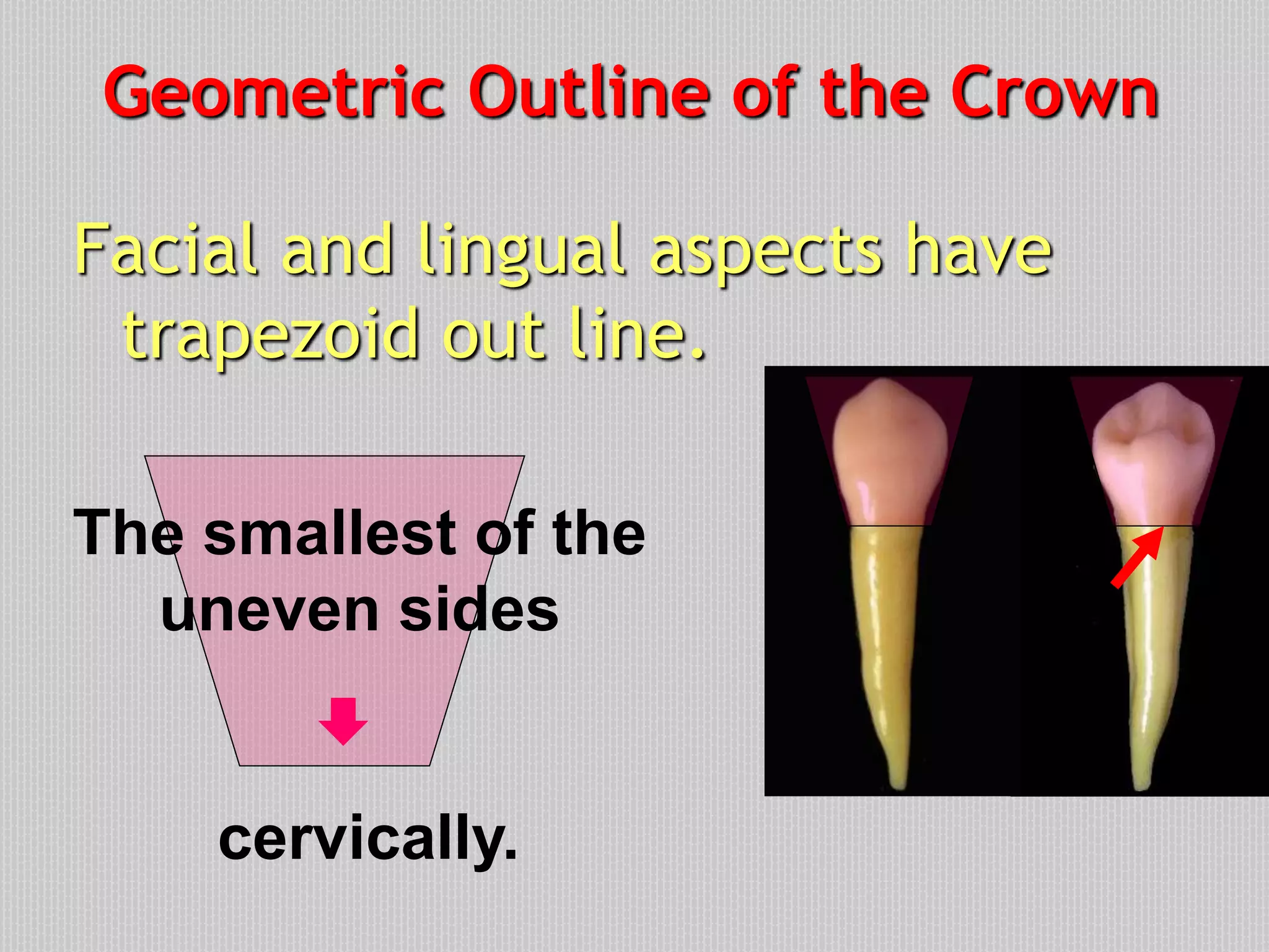 Geometric Outline of the Crown
Facial and lingual aspects have
trapezoid out line.
The smallest of the
uneven sides

cervically.
 
