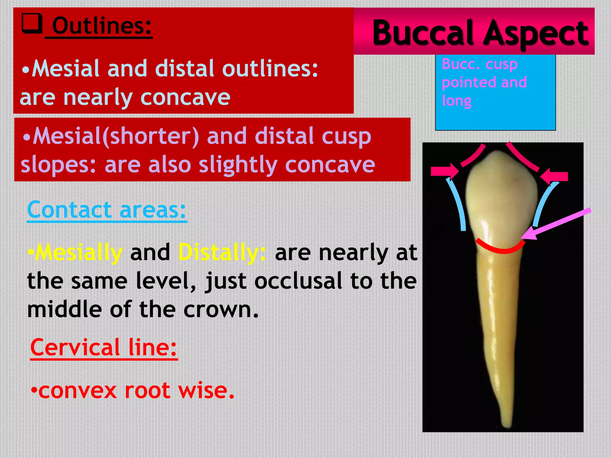 Contact areas:
•Mesially and Distally: are nearly at
the same level, just occlusal to the
middle of the crown.
Cervical line:
•convex root wise.
M
Bucc. cusp
pointed and
long
Buccal Aspect Outlines:
•Mesial and distal outlines:
are nearly concave
•Mesial(shorter) and distal cusp
slopes: are also slightly concave
D
 