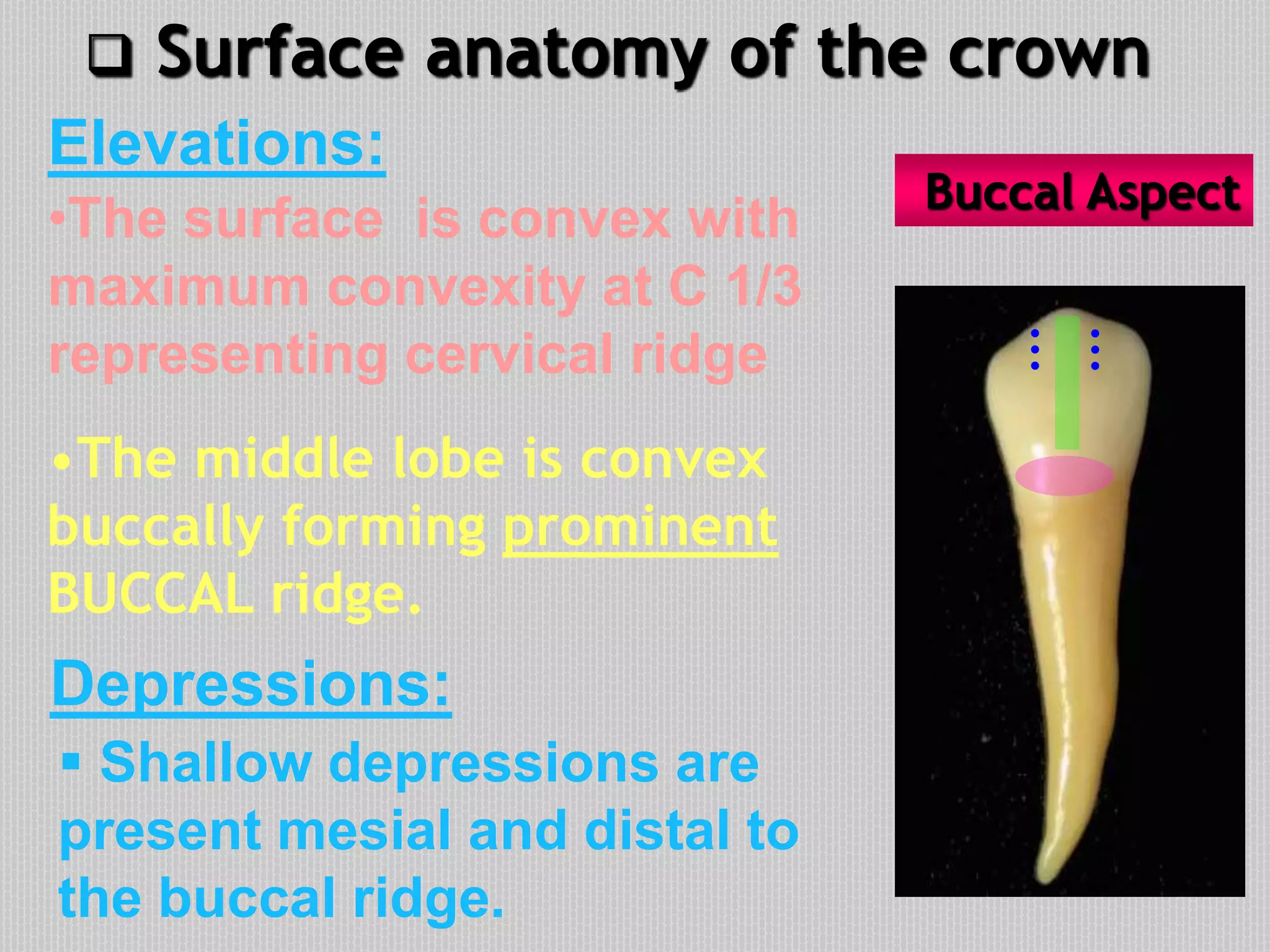  Surface anatomy of the crown
Elevations:
Depressions:
•The middle lobe is convex
buccally forming prominent
BUCCAL ridge.
Buccal Aspect
•The surface is convex with
maximum convexity at C 1/3
representing cervical ridge
 Shallow depressions are
present mesial and distal to
the buccal ridge.
 
