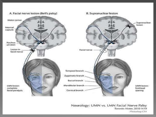 Applied surgical anatomy of facial nerve in oral and maxillofacial ...