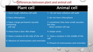 Plant cell Animal cell
1-have tough cellulose cell walls
2-have chloroplasts
3-have a large permanent vacuole
containing
cell sap
4-many have a box-like shape
5-have a nucleus to the side of the cell
6-Absence of centrosomes and centrioles
1- do not have cellulose cell walls
2-do not have chloroplasts
3-sometimes they have small vacuoles
but they
never contain cell sap
4-shape varies
5- have a nucleus in the middle of the
cell
6-Present of centrosomes and centrioles
Differences between plant and animal cell
 