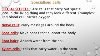 SPECIALISED CELL: Are cells that carry out special
jobs in the living thing and they look different. Examples:
Red blood cell: carries oxygen
Nerve cells: carry messages around the body
Bone cells: Make bones that support the body
Root hairs: Absorb water from the soil
Xylem cells : cells that carry water up the stem
 