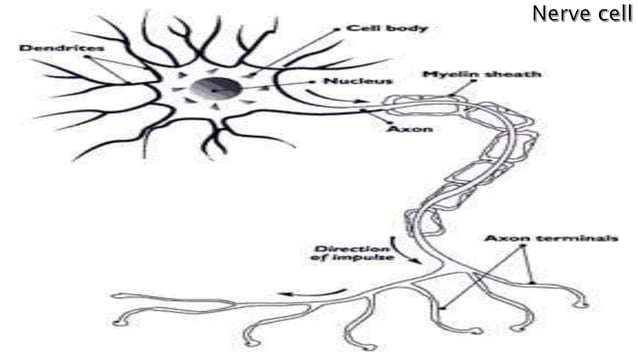 Biology (cells) grade 7 | PPTX