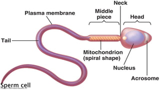Sperm cell
 