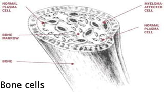Bone cells
 