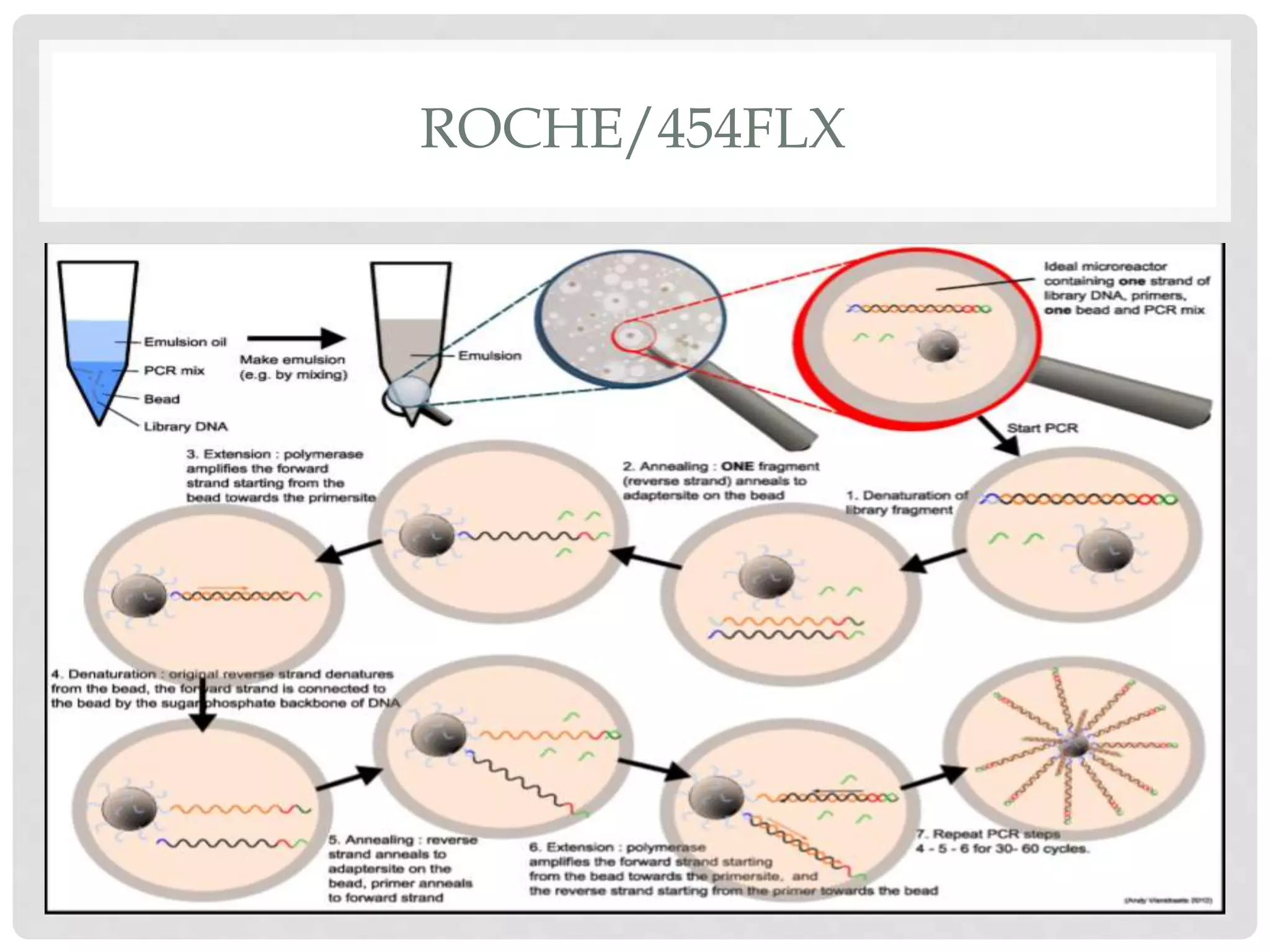 ROCHE/454FLX
 