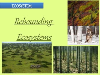 ECOSYSTEM
Rebounding
Ecosystems
 