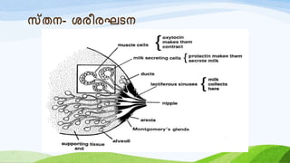 സ്തന- ശരീരഘടന
 