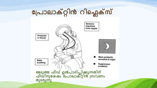 യ്രോലോക്റ്റിൻ െിറെക്റ്സ്
അടുത്ത ഫീഡ് ഉൽരോദിപ്പിക്കുന്നതിന്
ഫീഡിനുയശഷം യ്രോലോക്റ്റിൻ ്സവണം
തുടരുന്നു
 