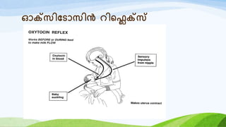 ഓക്റ്സിയടോസിൻ െിറെക്റ്സ്
 