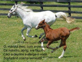 O, mânzul meu, cum a crescut! Ce mândru, aprig, s-a făcut! Căci a deprins s-alerge-n viaţă Scuturând coama semeaţă. 