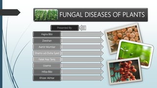FUNGAL DISEASES OF PLANTS
Presented By:
Hajira Bibi
Zeeshan
Aamir Mumtaz
Shams-ud-Duha Syed
Falak Naz Tariq
Usama
Hifza Bibi
Khizer Akhtar
 