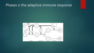 immunology for ent | PPTX