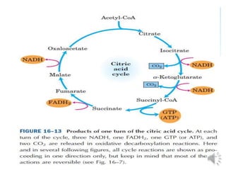 TCA cycle 2 | PPTX