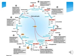 TCA cycle 2 | PPTX