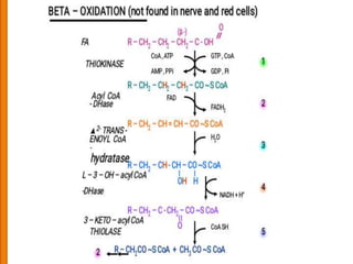 Lipid Coding lipid metabolism | PPTX
