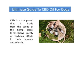 Buy CBD Oil for Dogs | Ultimate Guide To CBD Oil For Dogs