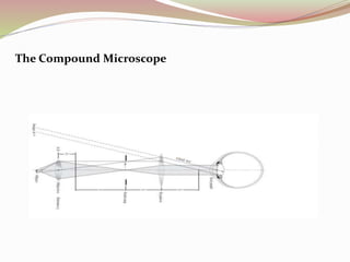 The Compound Microscope
 